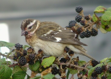 Rose-breasted Grosbeak