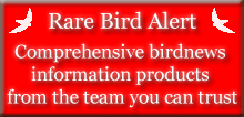 Rare Bird Alert