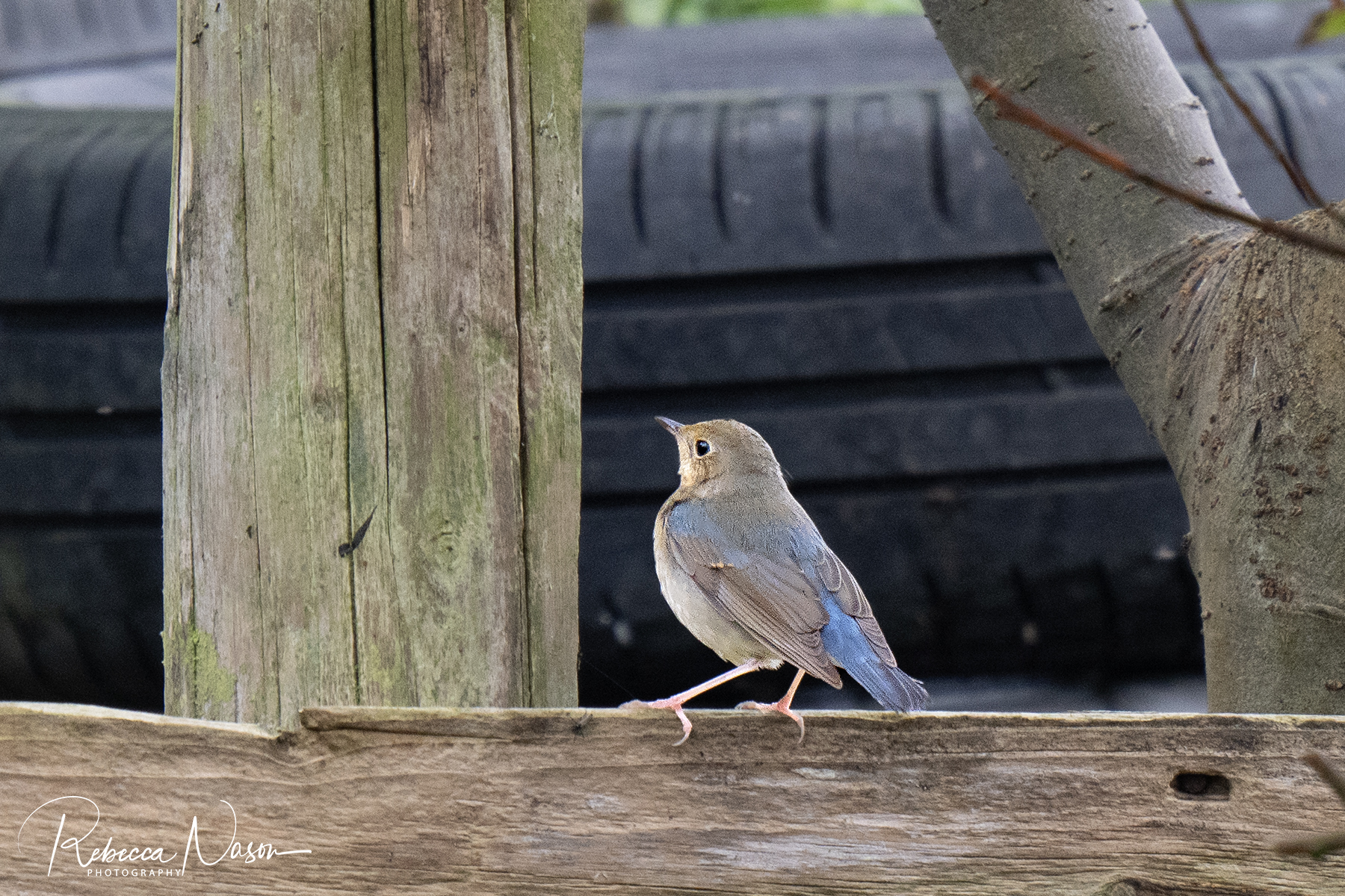 Siberian Blue Robin