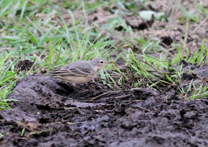 American Buff-bellied Pipit