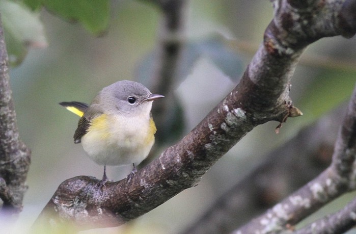 American Redstart