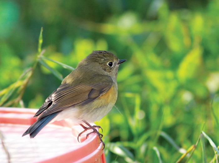 Red-flanked bluetail: A Jewel among Winter Thrushes