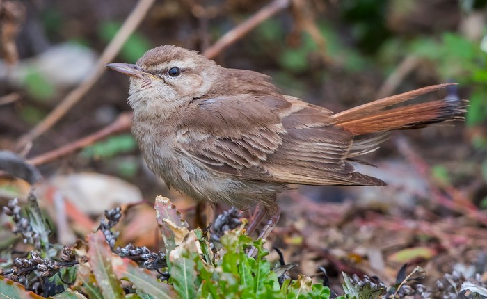 Record year for Red-flanked Bluetail in Finland - BirdGuides