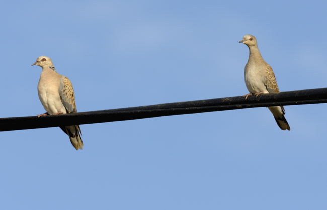 Fears for Turtle Doves as sightings fall to lowest levels ever