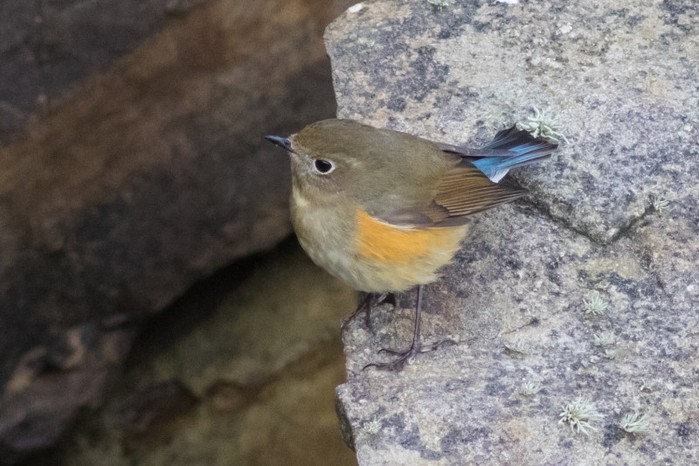 Details : Red-flanked Bluetail - BirdGuides