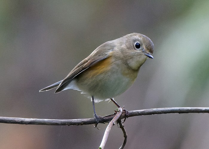 Red-flanked Bluetail, Starling and Thrushes