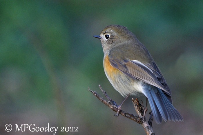 Red-flanked bluetail spotted for the first time in eastern US