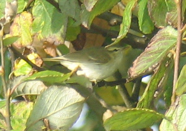 Greenish Warbler