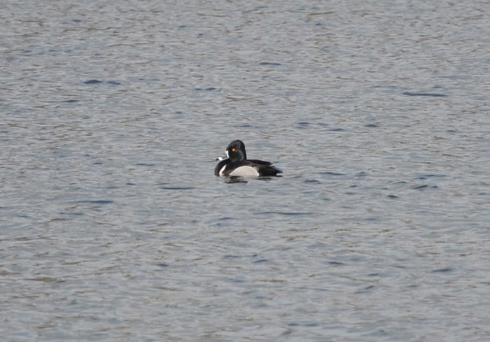 Ring Necked Duck Ireland Ring Necked Duck Ireland