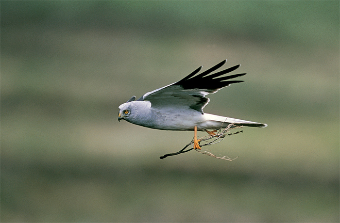 Hen Harrier  British Bird Of Prey Centre Wales