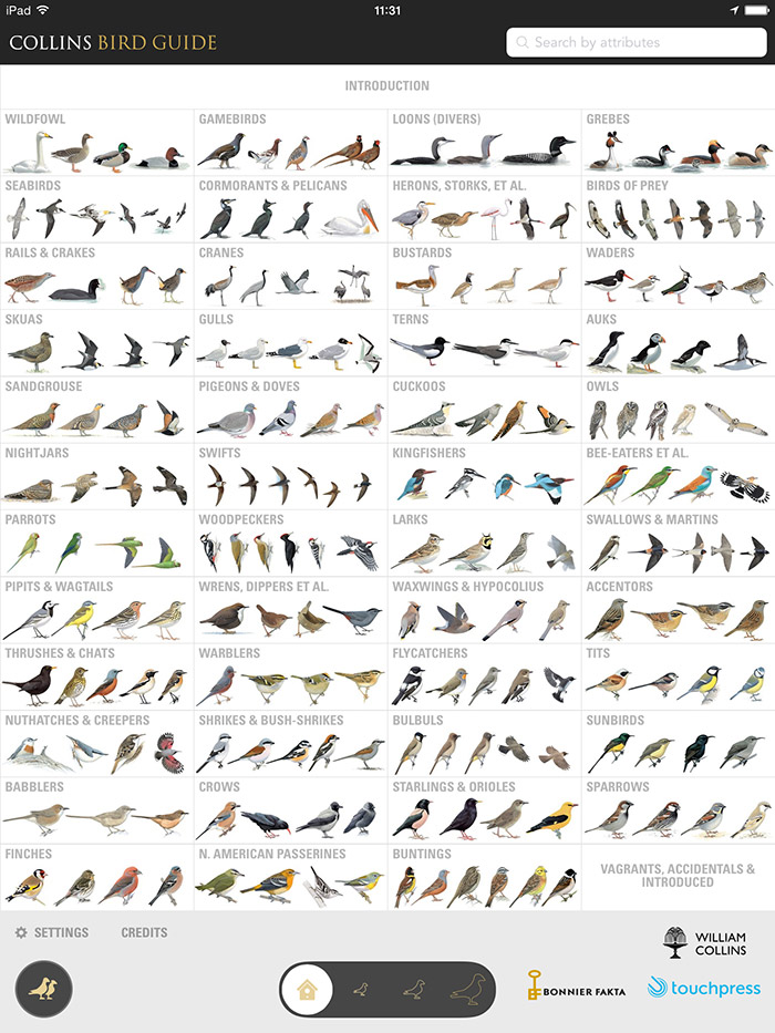 Bird Identification Chart Uk