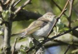 Eastern Bonelli's Warbler