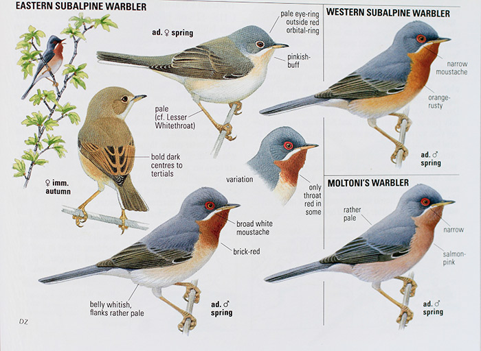 Bird Identification Chart Uk