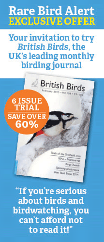 British-Birds-Banner