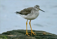 Greater Yellowlegs