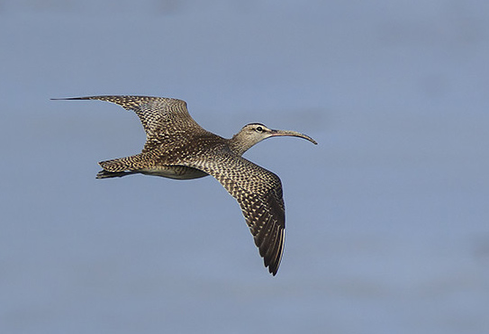 Hudsonian Whimbrel