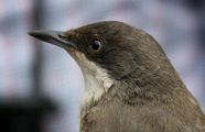 Orphean Warbler