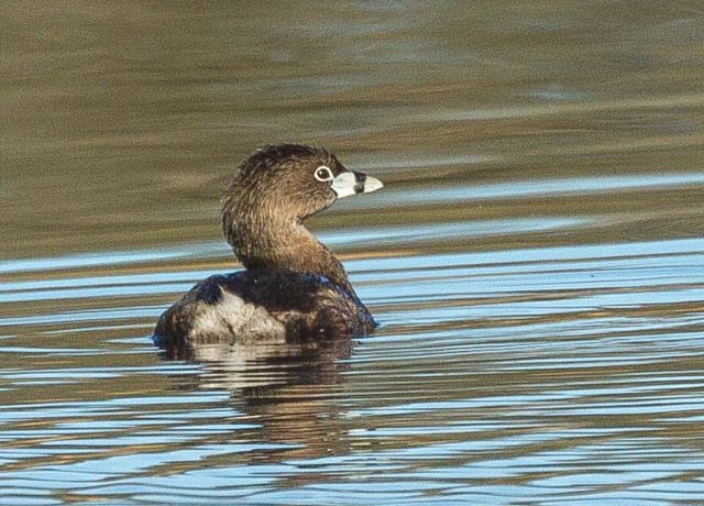 Pied-billed Grebe