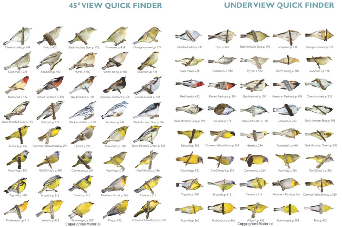 Warbler Chart