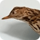 article_thumb