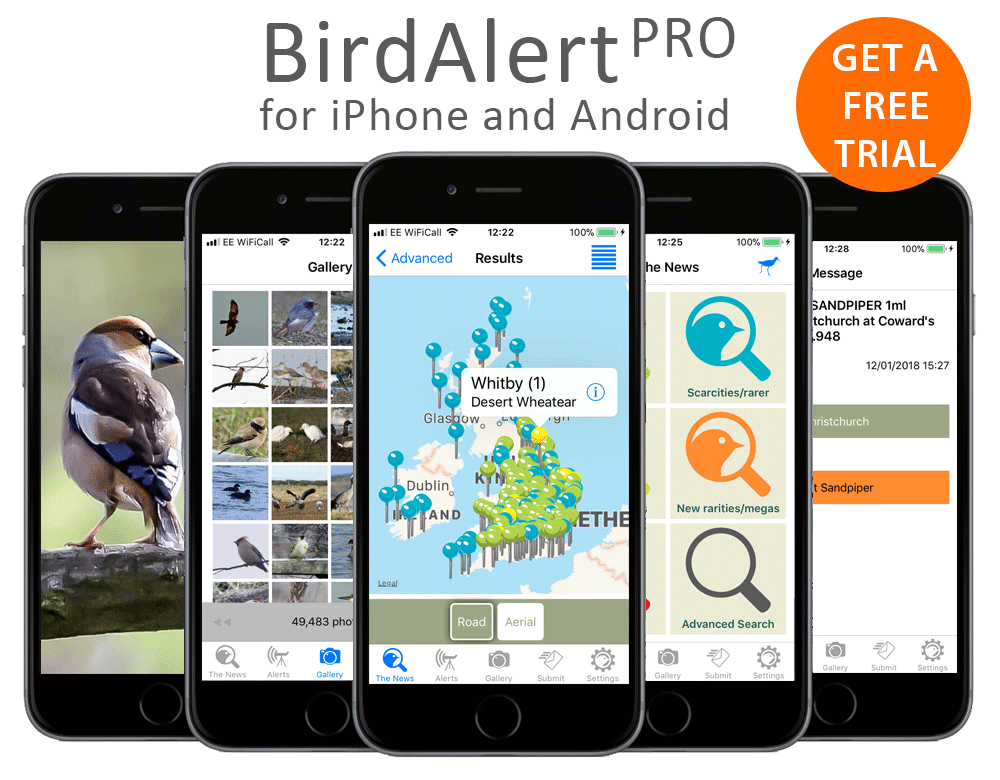 Rare Bird Alert Map Rare Bird Alert - Birdalertpro