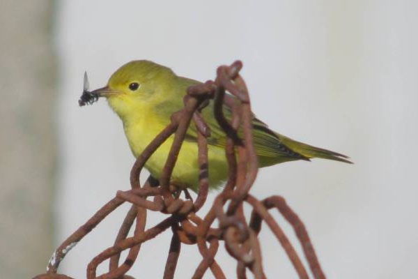 Yellow Warbler