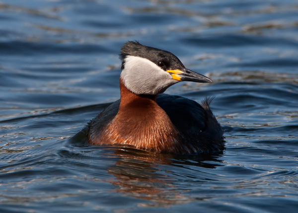 Red-necked Grebe
