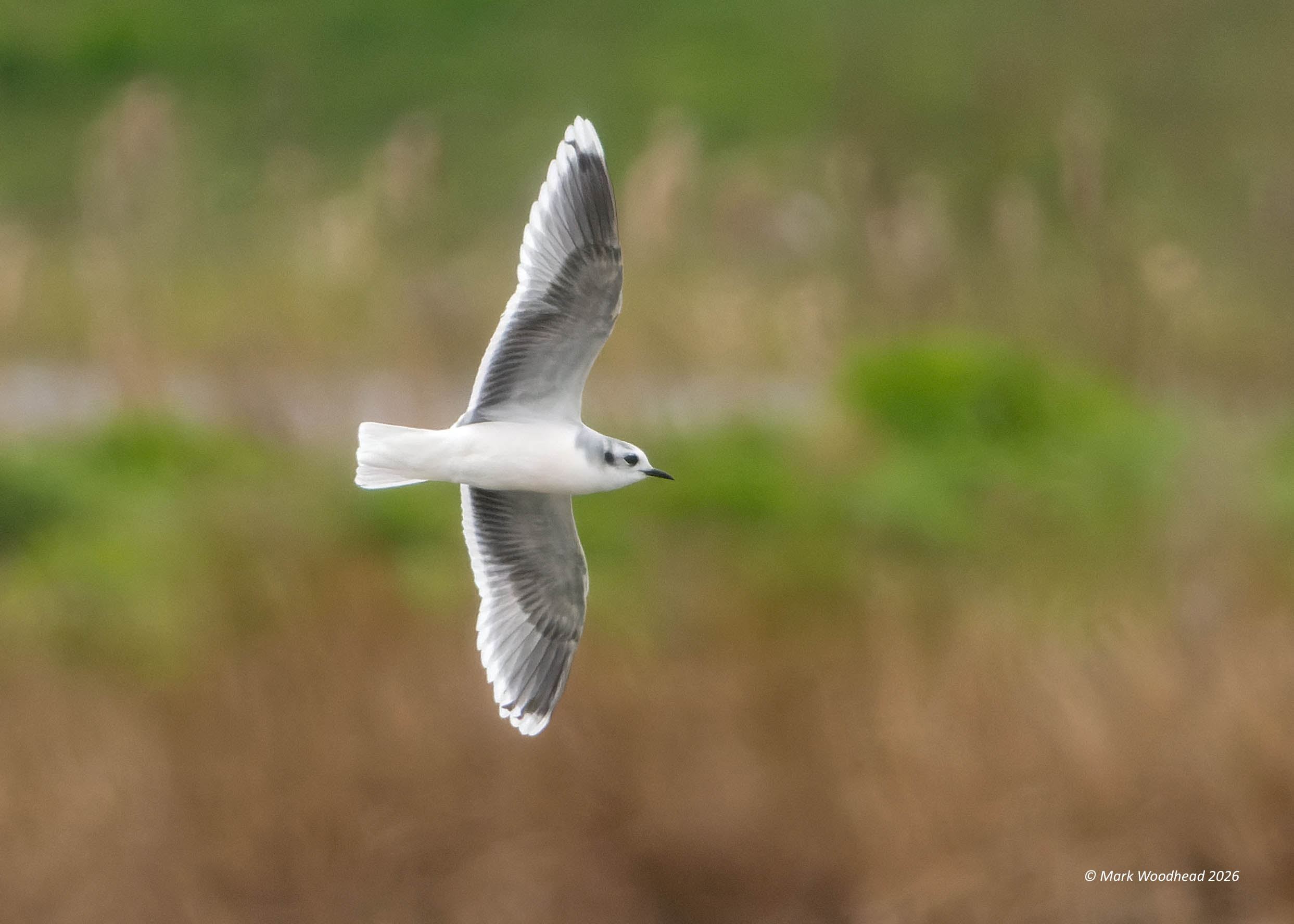 Little Gull