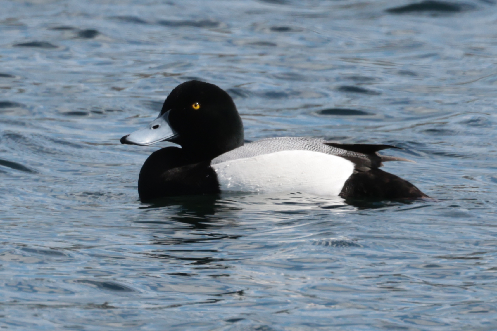 Scaup