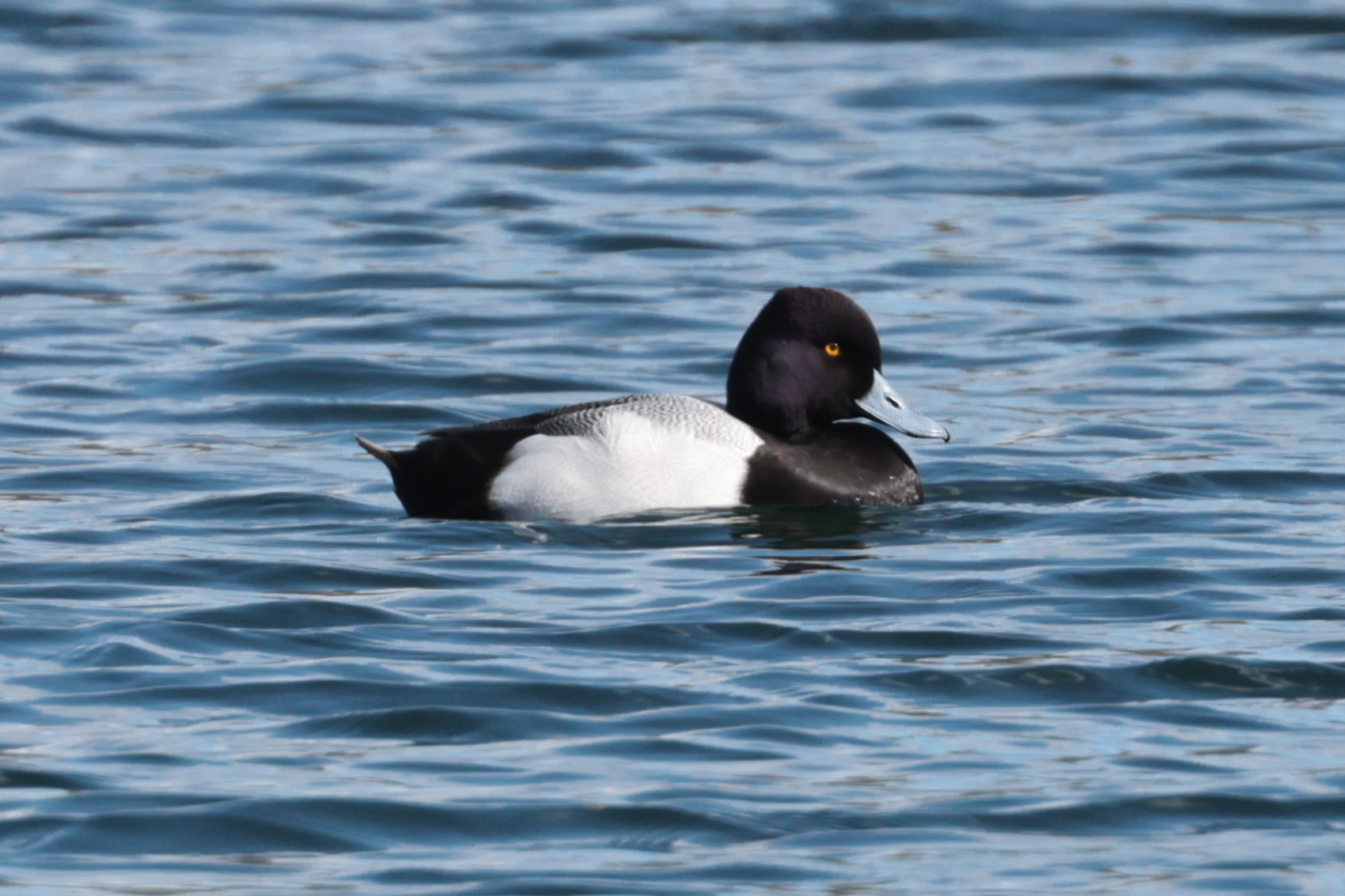 Lesser Scaup