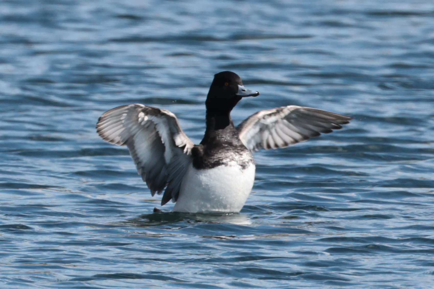 Lesser Scaup