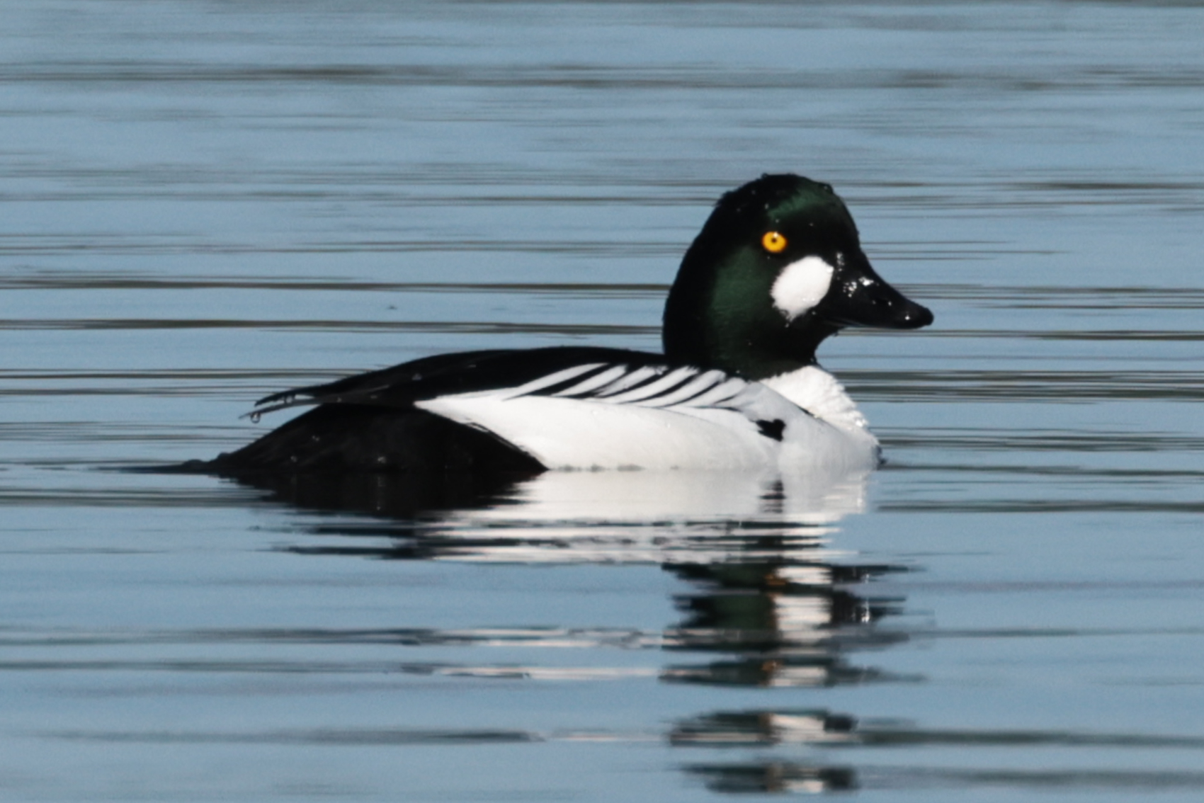 Goldeneye