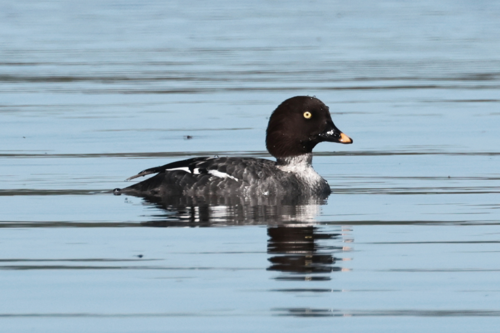 Goldeneye