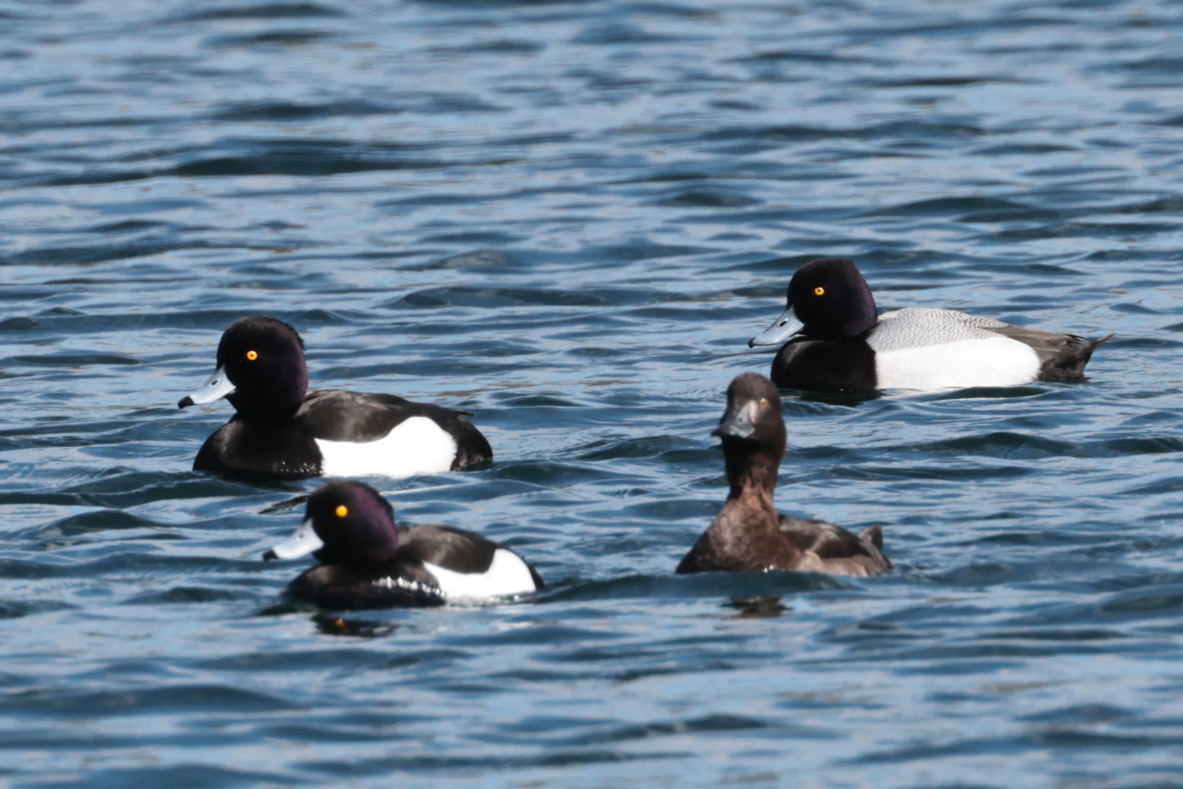 Lesser Scaup