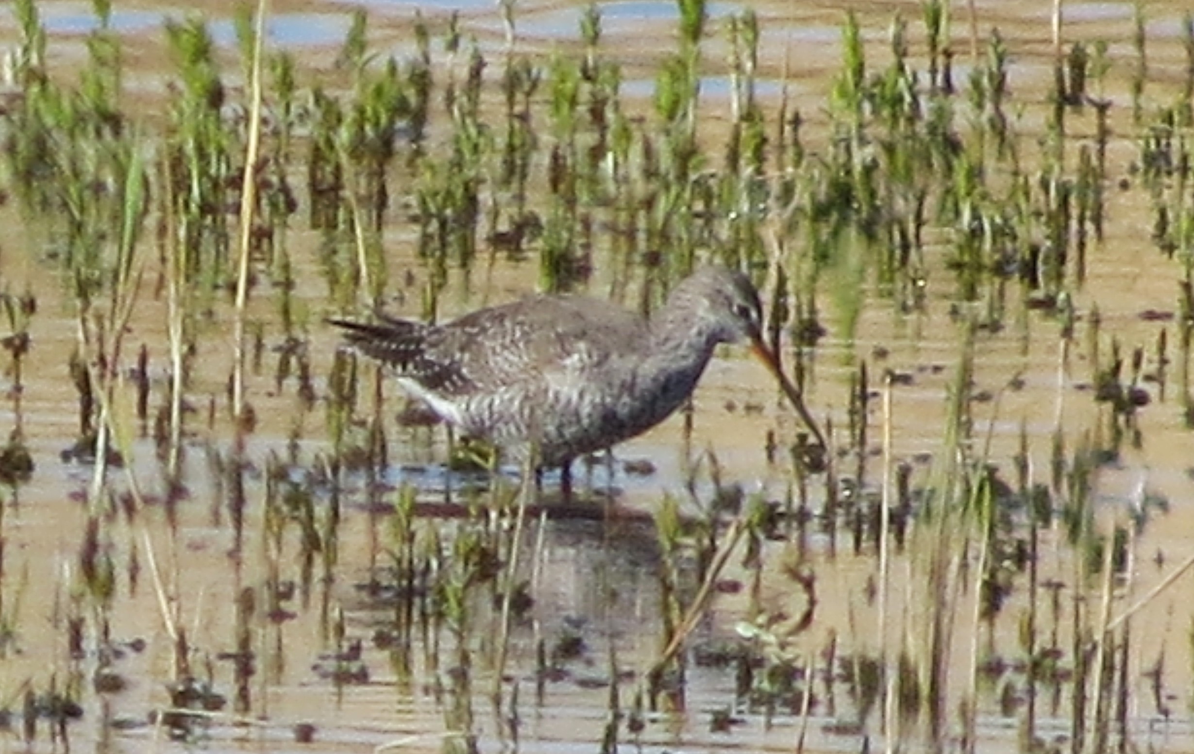 Spotted Redshank
