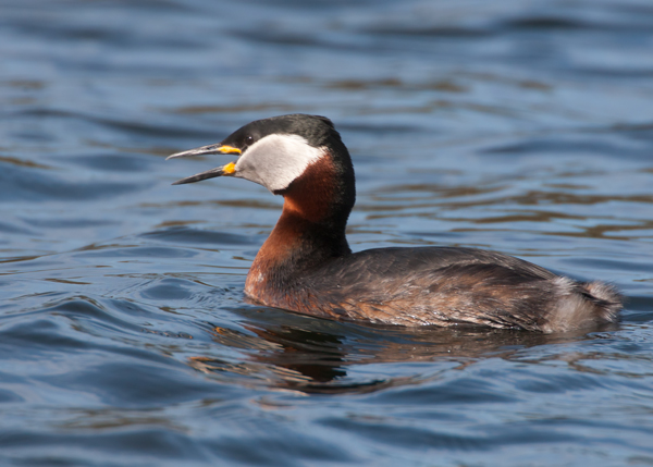Red-necked Grebe