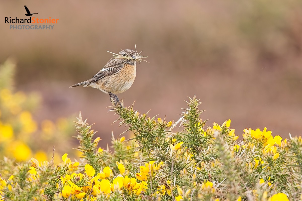 Stonechat