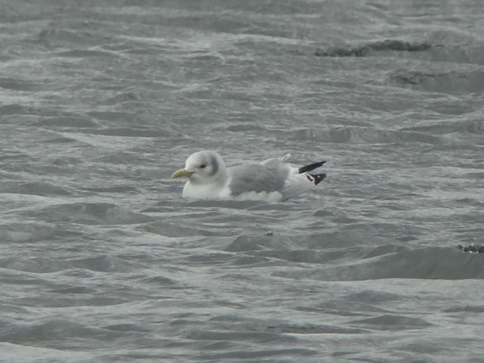 Kittiwake