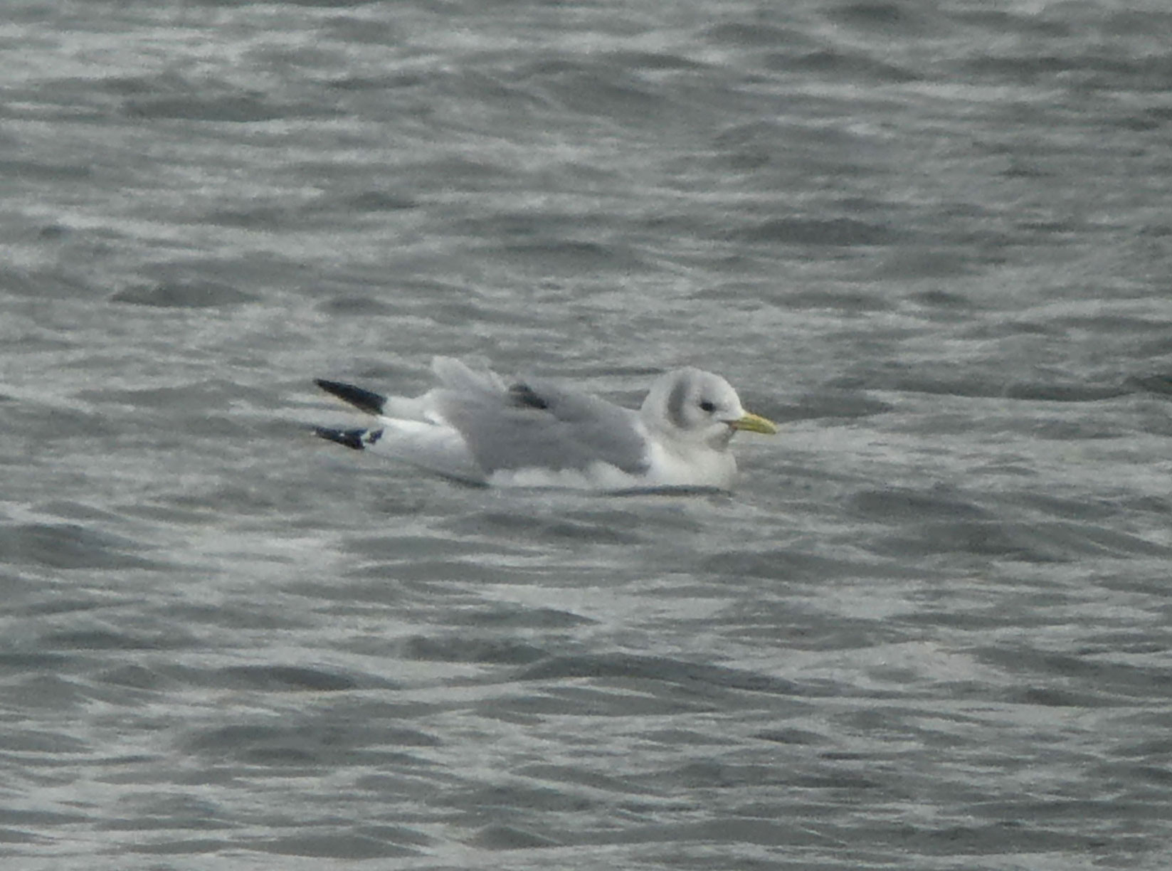 Kittiwake