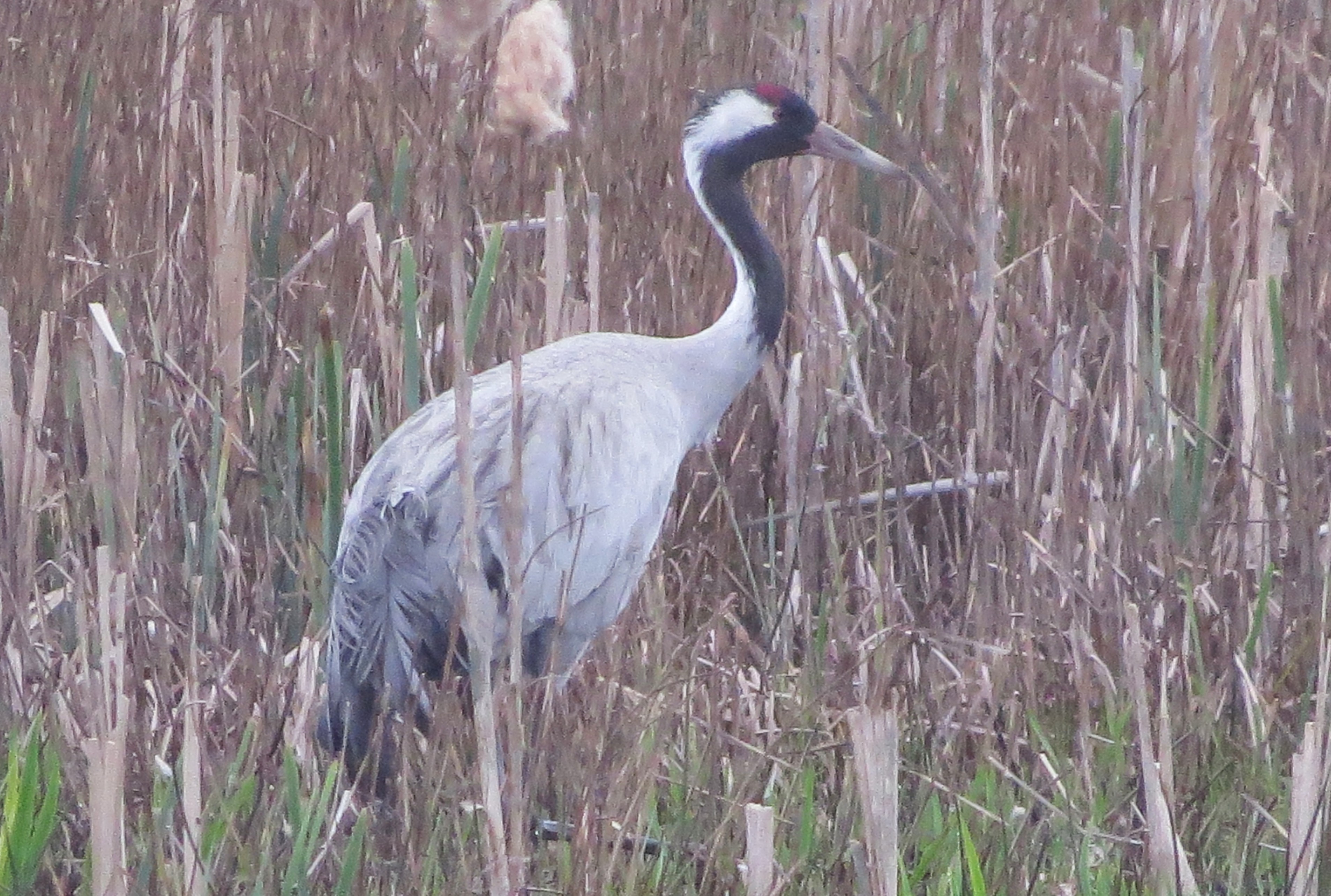 Common Crane