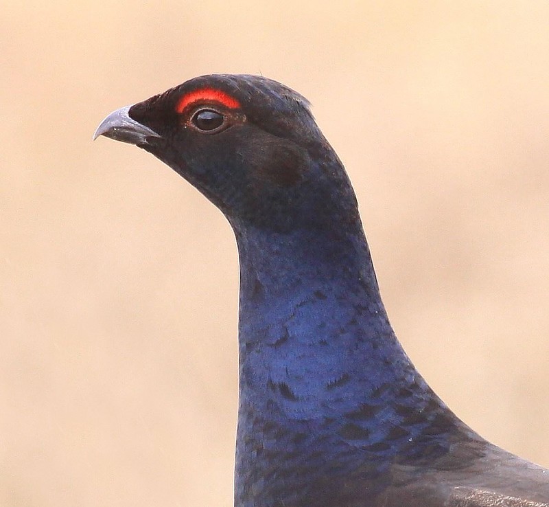 Black Grouse
