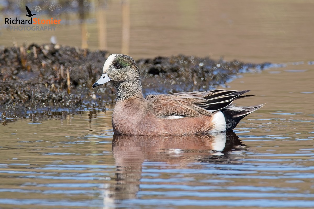 American Wigeon