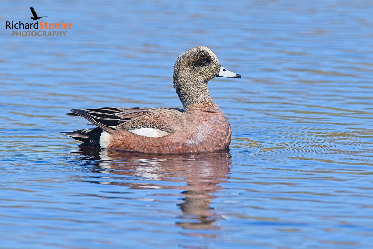 American Wigeon