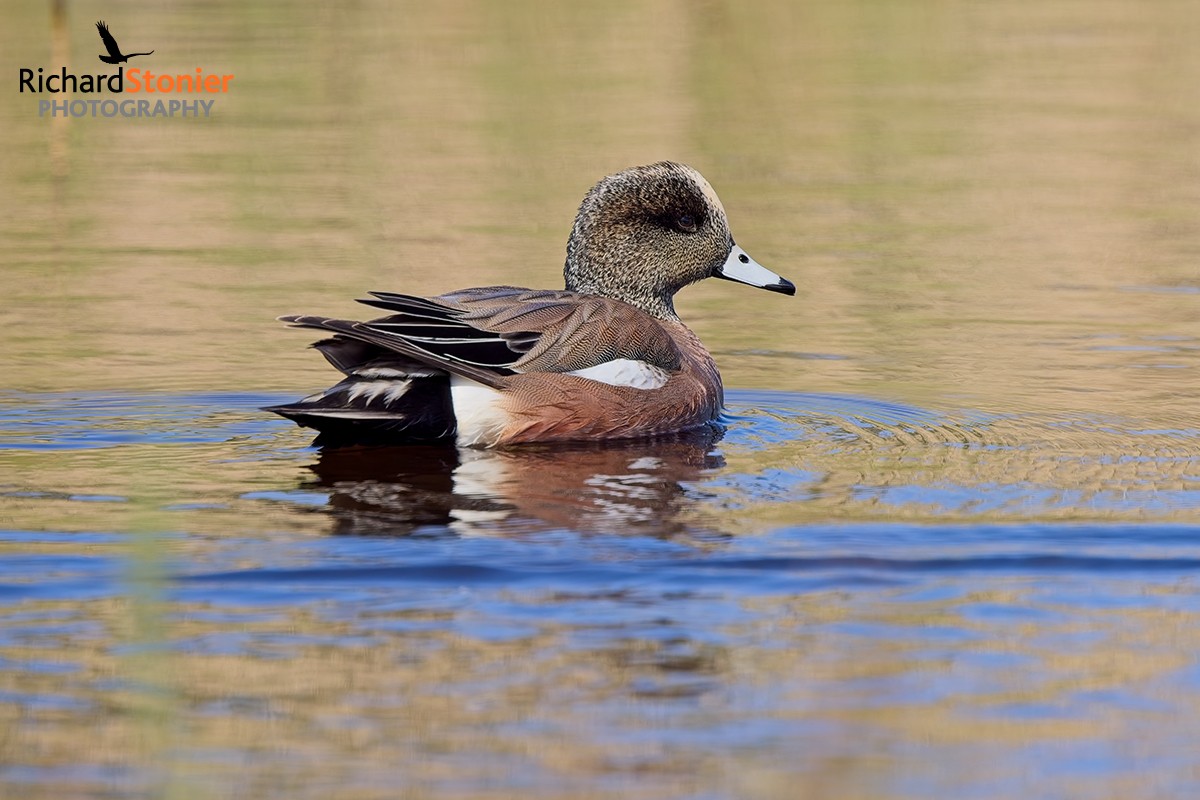 American Wigeon