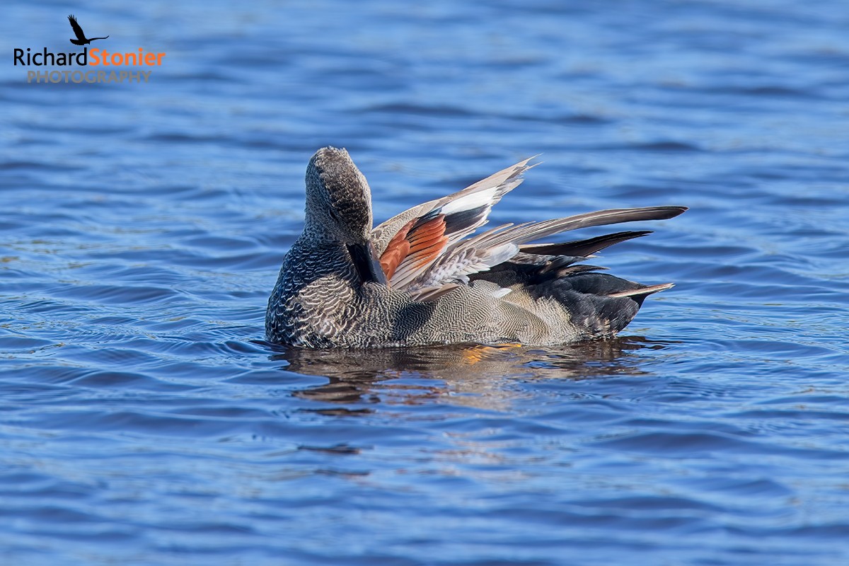 Gadwall