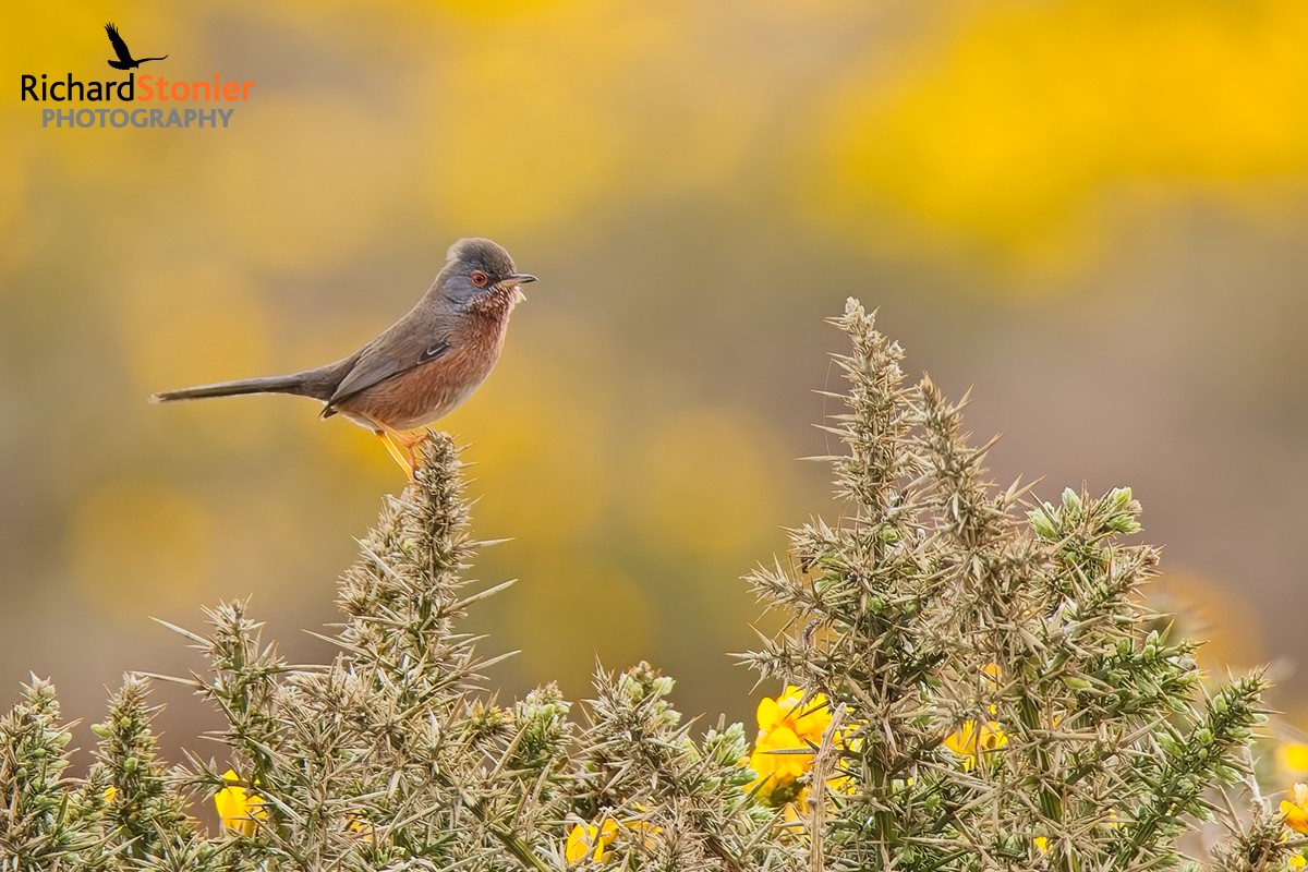 Dartford Warbler