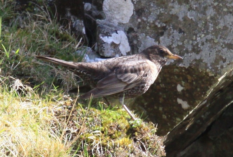Ring Ouzel