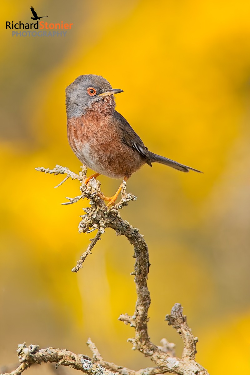 Dartford Warbler