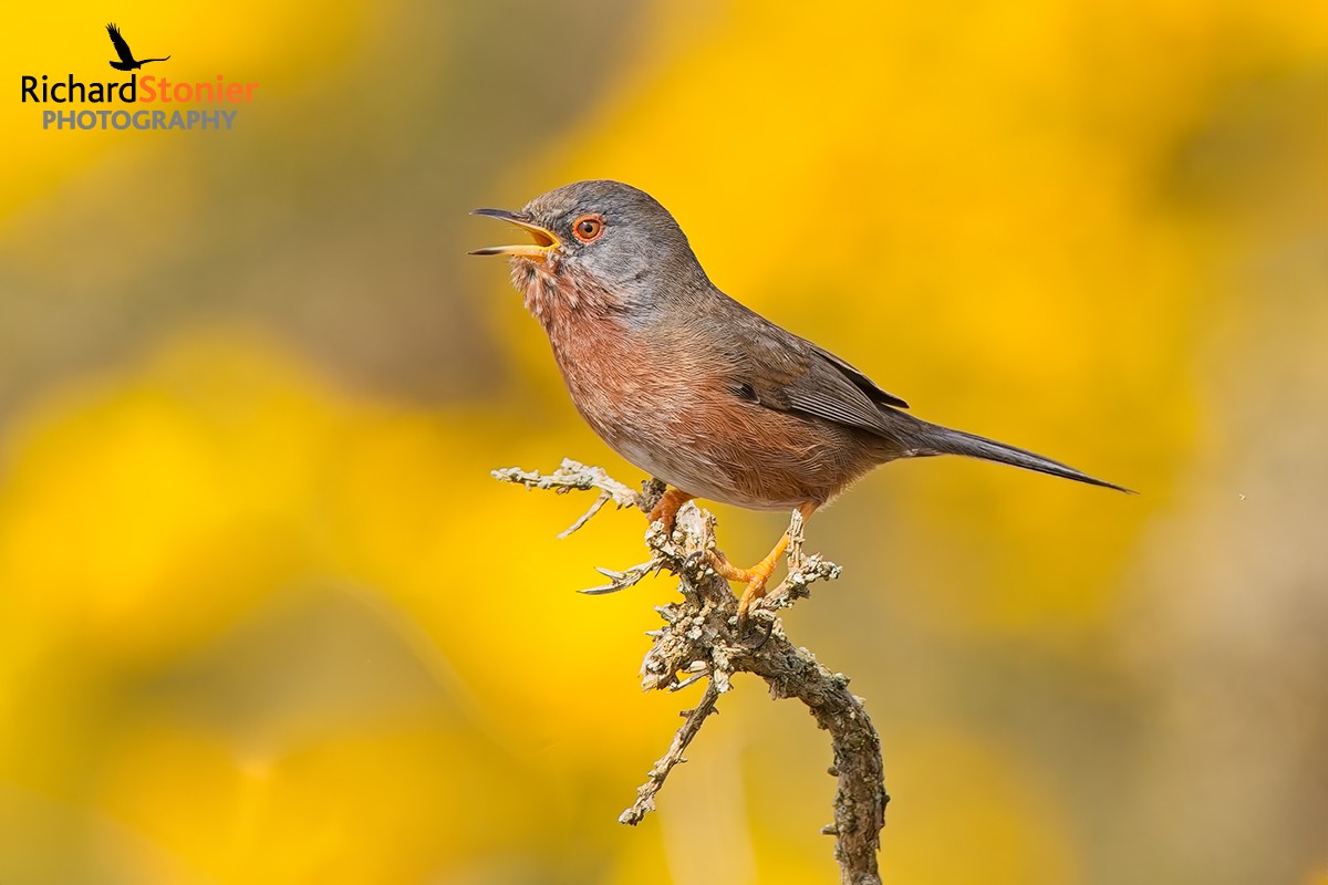 Dartford Warbler