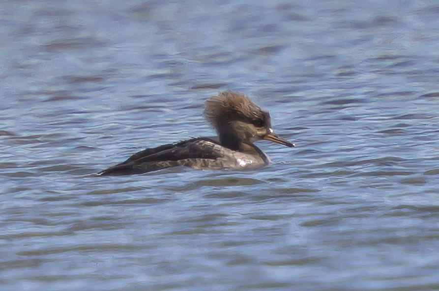 Hooded Merganser